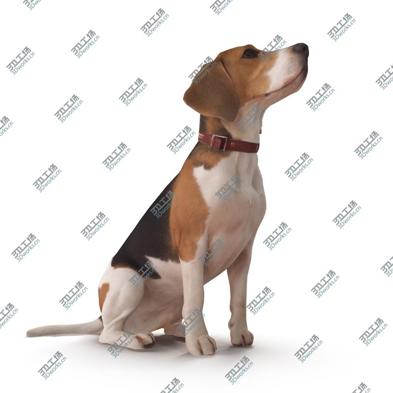 images/goods_img/202104092/3D Beagle/1.jpg